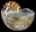 Polished Nautilus Fossil - Madagascar #61349-2